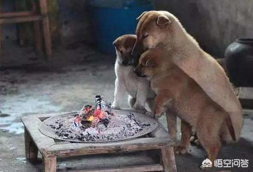 犬饲先生养狗记详情介绍:为什么农村的狗几乎不会生病，它们真的会自己找药吃吗？ 犬饲先生养狗记电影