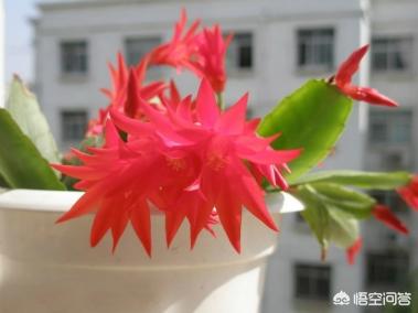 假昙花为什么不开花:假昙花为什么不开花呢 假昙花发芽后，可以施肥吗？施什么肥比较好？