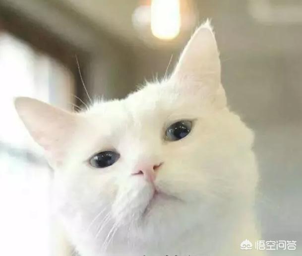 猫发情怎么办:宠物猫发情了的症状有那些，该怎么办？