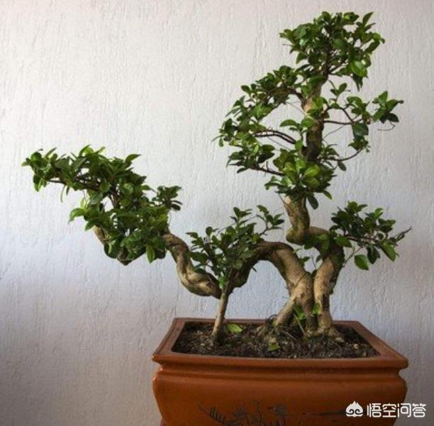 黄榕电影:直接栽榕树盆景，根能出芽不