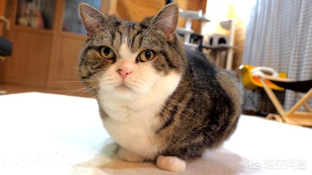 铲屎官漫画图片:猫为什么喜欢看主人铲屎？