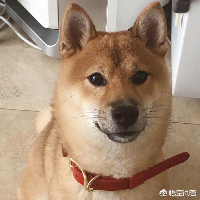 王珞丹领养瓢哥:明星们从蘑菇屋领养的狗狗现在都怎么样了