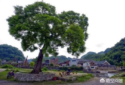 为什么有些村子的村头都有一个老树？