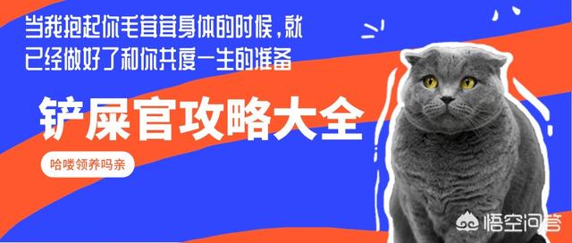 猫屎为什么不能吃？吃了之后会发生什么？