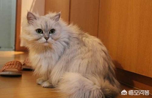 金吉拉猫图片:金吉拉不好好吃饭，金吉拉不好食怎么喂？