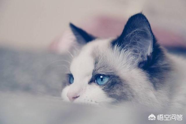 布偶猫吧 很瘦:布偶胃口突然变好小，布偶胃口小不怎么吃怎么办呢？ 布偶猫太瘦了脸尖