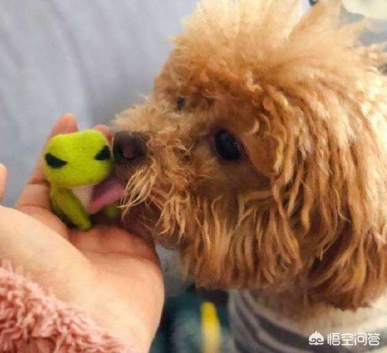 泰迪狗狗发烧症状:泰迪犬不舒服，它会怎样表现出来呢？