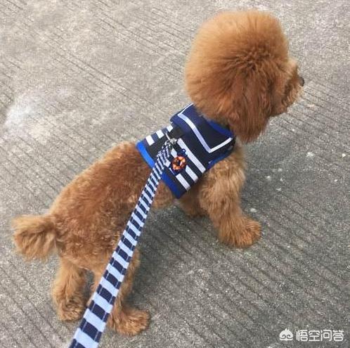 泰迪乱咬牵引绳:你家泰迪犬最反感的是什么？