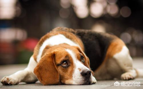 苏州比格犬论坛:上海比格犬吧百度贴吧 比格犬的体味大不大，掉不掉毛,性格如何？