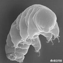 水熊虫寿命是多少年:如果把水熊虫放到火星上去，那么它能撑多久呢？