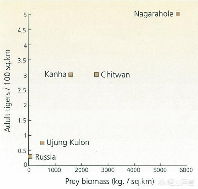 东北虎资料:野生孟加拉虎体型会超过野生东北虎吗？