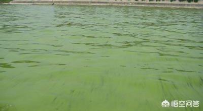 水藻的意思:养鱼池塘中的水藻是否需要清理？
