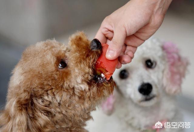 贵宾犬论坛最新在线观看:贵宾犬最喜欢对着主人做什么样的事？