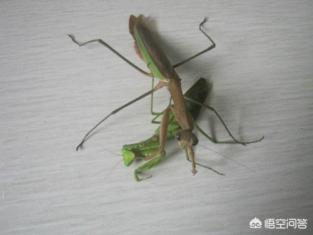 魔花螳螂:有哪些昆虫是可以当宠物来养的？