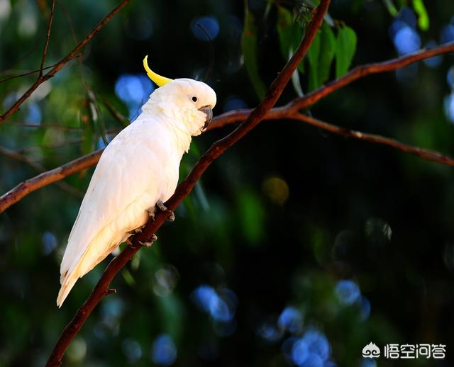 可爱的宠物:养一个互动性高且聪明可爱的小型宠物，是什么体验？