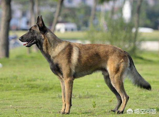 比利时马犬和德牧:德牧、昆明犬、马犬有怎么本质区别，哪个更适合楼房养？