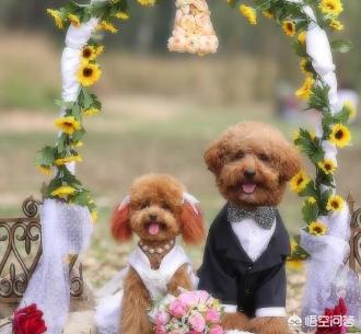 泰迪配种过程:求助，泰迪发情期什么时候配最好？