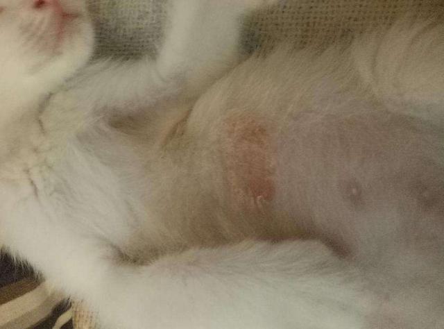 gimpet猫窝:2个多月大的小猫咪，只有一斤重，体检的时候有猫藓，怎么办？