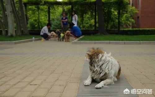 流浪犬:现在无论是城市还是乡村流浪狗太多了，应该怎么办？ 流浪犬叮当