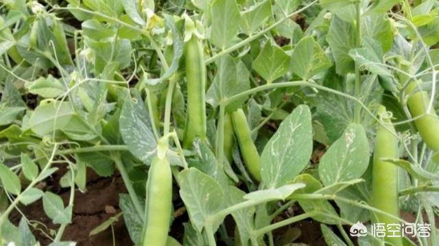头条问答 农村采用温室大棚进行栽培的豌豆 有哪些常见病虫害的防治技术 4个回答
