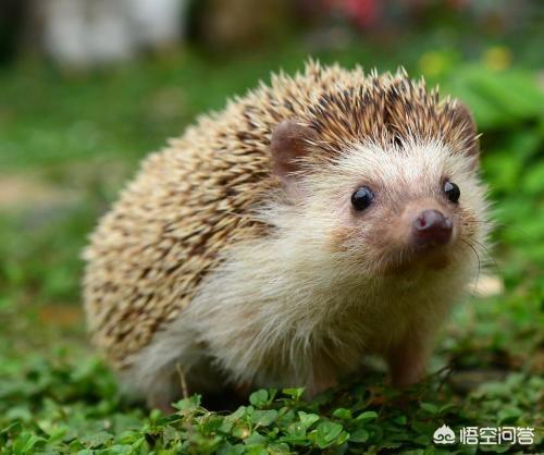 宠物鱼图片:有哪些可爱、好养又不太需要花时间照顾的宠物？