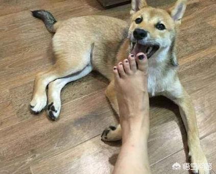 舔脚:狗为什么喜欢舔主人的脚？