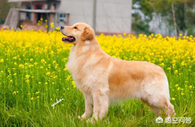 金毛犬的喂养:三个月个金毛幼犬怎么喂养，和训练日常良好习惯？