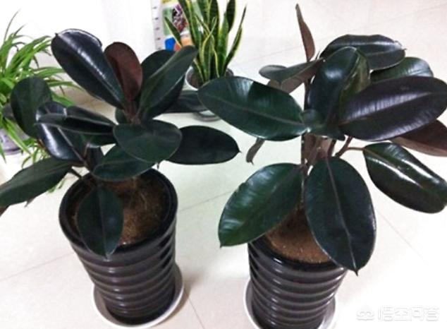 印度橡皮树园林应用:盆栽橡皮树多长时间浇水施肥？秋冬季应该怎么养？