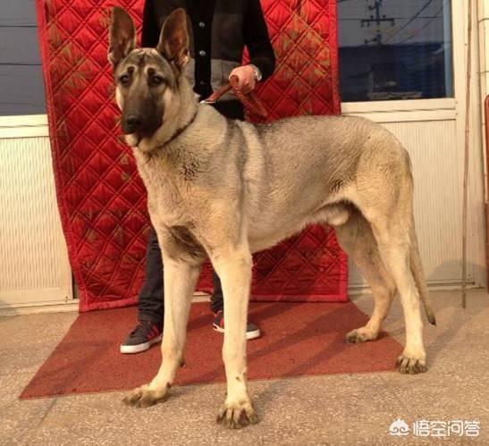 狼青狗:怎样挑选纯种昆明犬狼青？