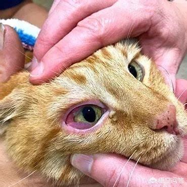 短毛波斯猫流黄眼泪:猫流眼泪是在哭吗？会有哪些原因呢？