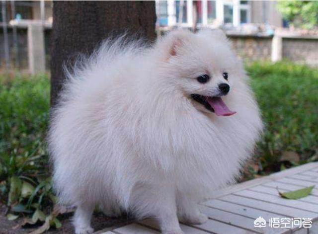 母博美犬的寿命:博美寿命短的特征有哪些？