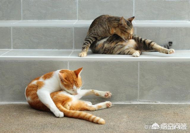 母猫会养小猫吗:为什么母猫会把小猫叼到主人面前？