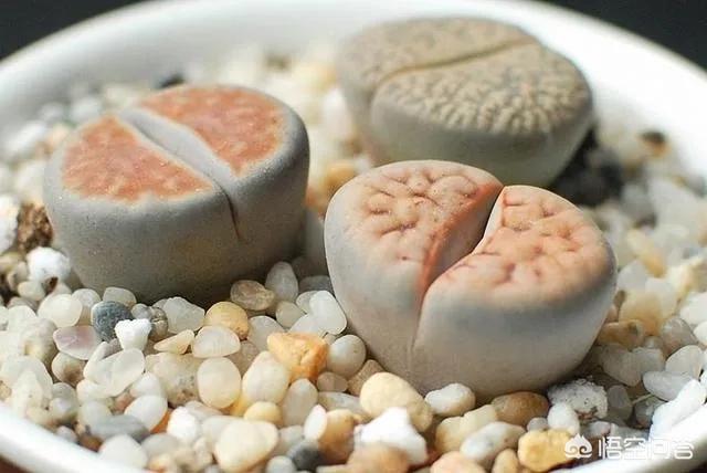 石花是什么样子的,多肉生石花。摄影怎么拍？