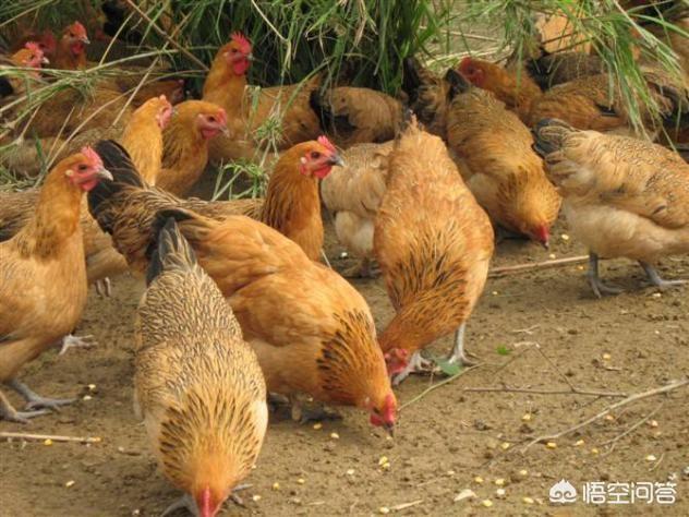 鸡球虫病可以治好吗:人吃了感染球虫病的鸡会怎么样？