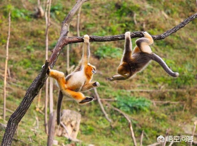 红疣猴:树栖生物会在树上空投粑粑吗？
