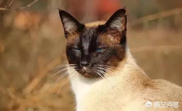 猫咪品种大全及图片:中国自己的猫都有些什么品种？ 猫咪品种大全及图片和名字