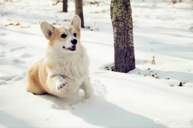 听话的柯基犬怎么训练:五十天的柯基老是张嘴咬东西，怎么训呢？