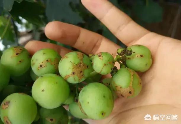 葡萄树的害虫有哪些:在农村种植葡萄有什么需要防治的疾病？