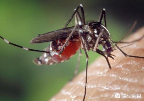 基因蚊子的作用是什么，拍死咬人的蚊子，血里面含有人的DNA吗