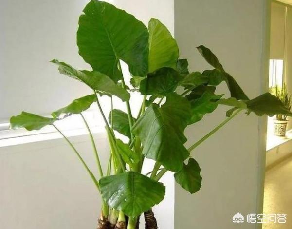 花叶万年青的作用:除甲醛十大有效排名植物，你知道吗？