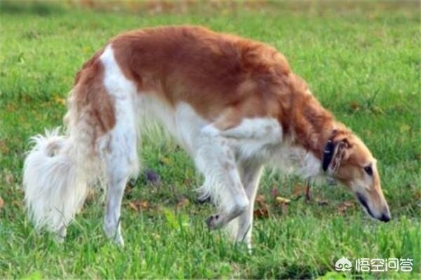 世界十大猎犬名狗排名榜:打猎的狗，有哪些品种值得推荐？