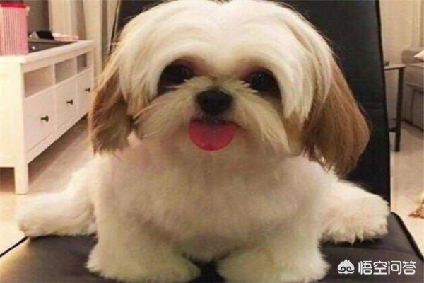 世界十大猎犬名狗排名榜:打猎的狗，有哪些品种值得推荐？