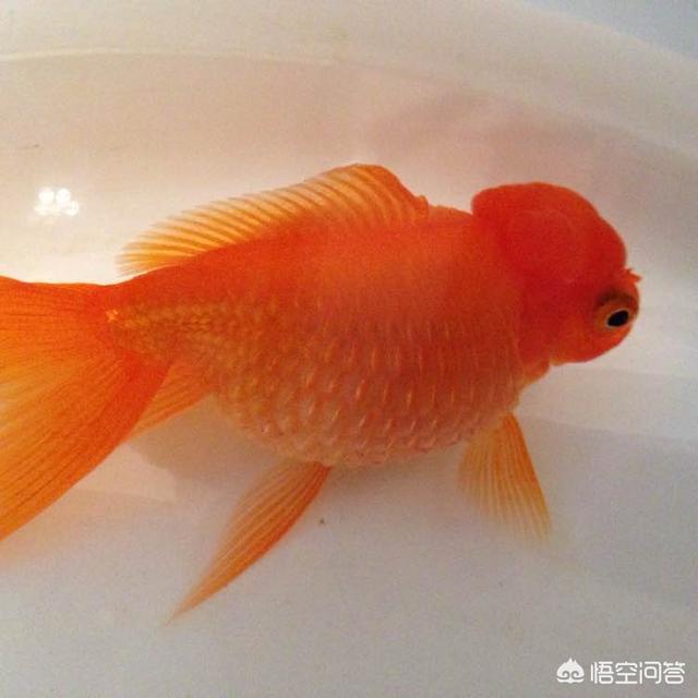 头条问答 土霉素能治金鱼炸鳞吗 6个回答