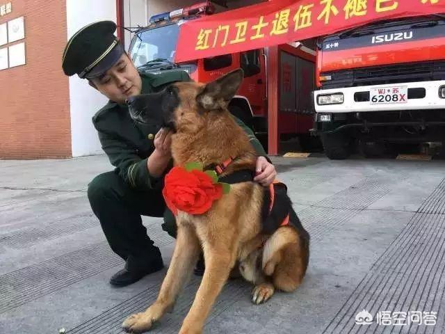 地震救援搜救犬:警犬退役后会怎样处理？会被人领养吗？