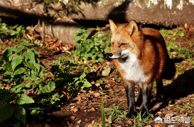 九尾狐的真实照片，有没有一些关于狐狸的图片