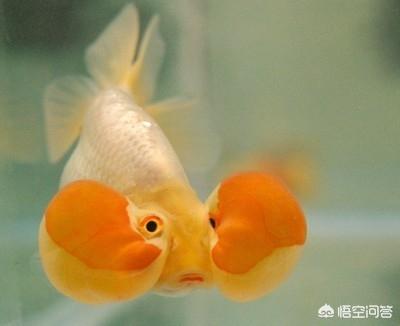 水泡金鱼的饲养方法:金鱼中的水泡怎么挑选，怎样才能养好呢？