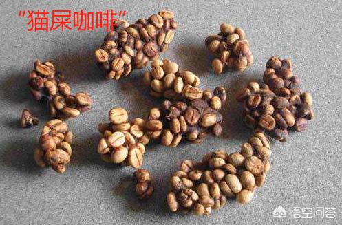 苏门答腊麝香猫:有谁知道，猫屎咖啡是如何产生的？