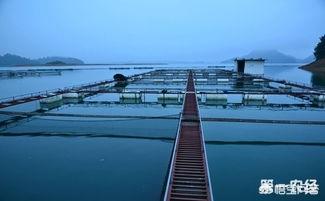 网箱养殖军曹鱼:怎样利用河道进行金属网箱养鱼？