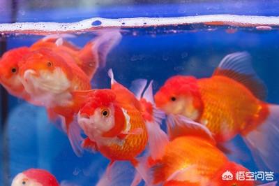 锦鲤鱼缸水变黄:鱼缸水突然发黄了怎么处理，也换水了？