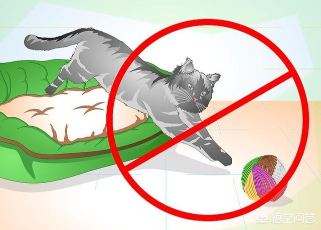 公猫绝育后蛋蛋还是肿:公猫绝育完，多久可以好？